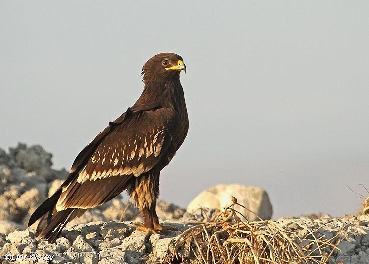 Greater Spotted Eagle - Lior Kislev