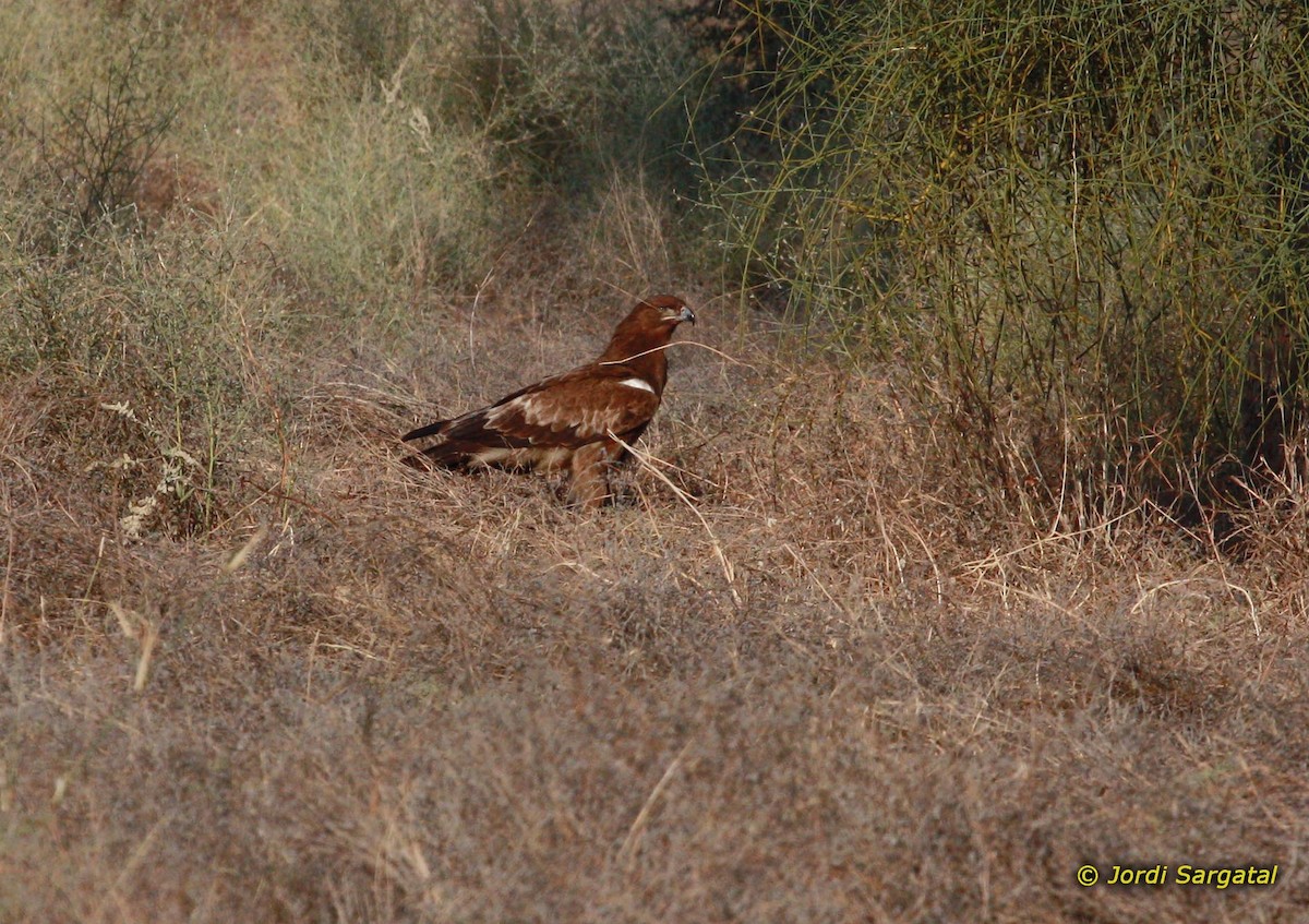 Tawny Eagle - Jordi Sargatal Vicens