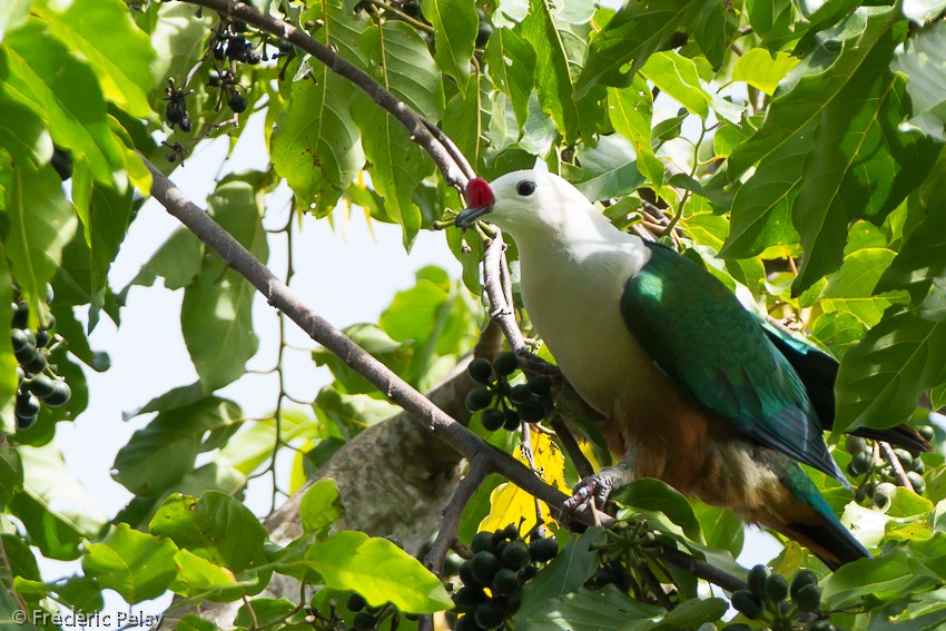 Red-knobbed Imperial-Pigeon (Pink-necked) - Frédéric PELSY