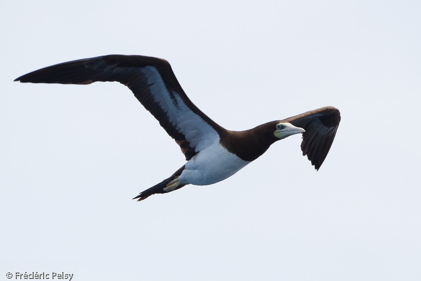 Brown Booby (Forster's) - Frédéric PELSY