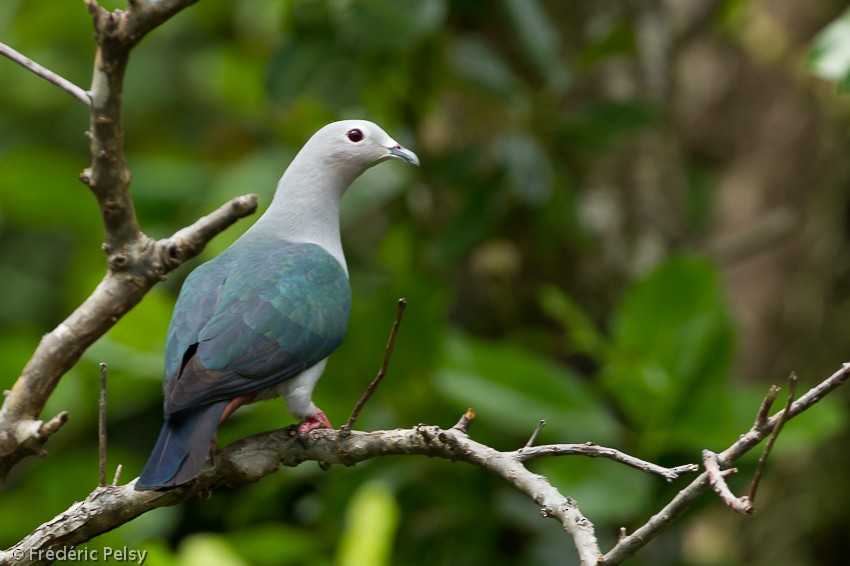 Island Imperial-Pigeon - ML206166881