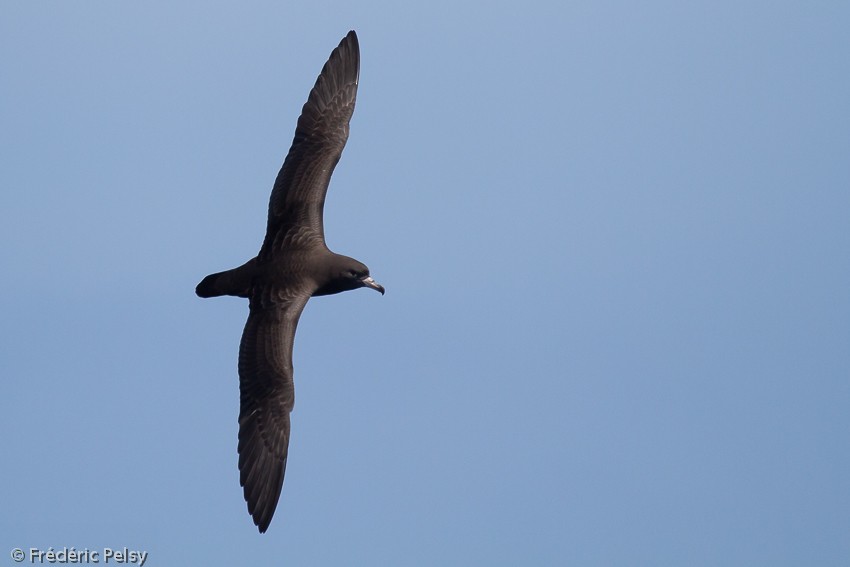Flesh-footed Shearwater - ML206166961
