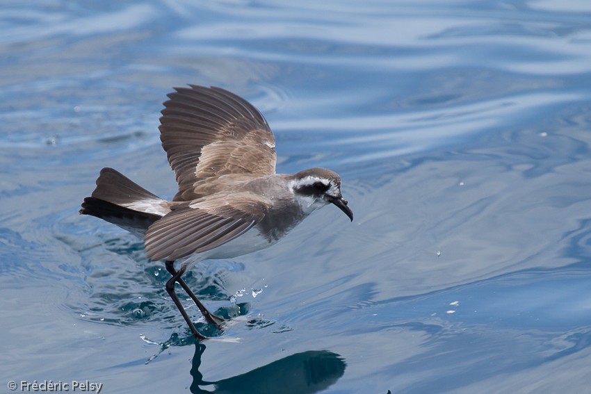 White-faced Storm-Petrel - ML206167001