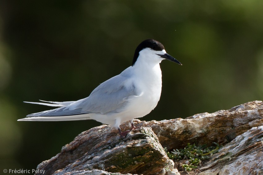 White-fronted Tern - Frédéric PELSY