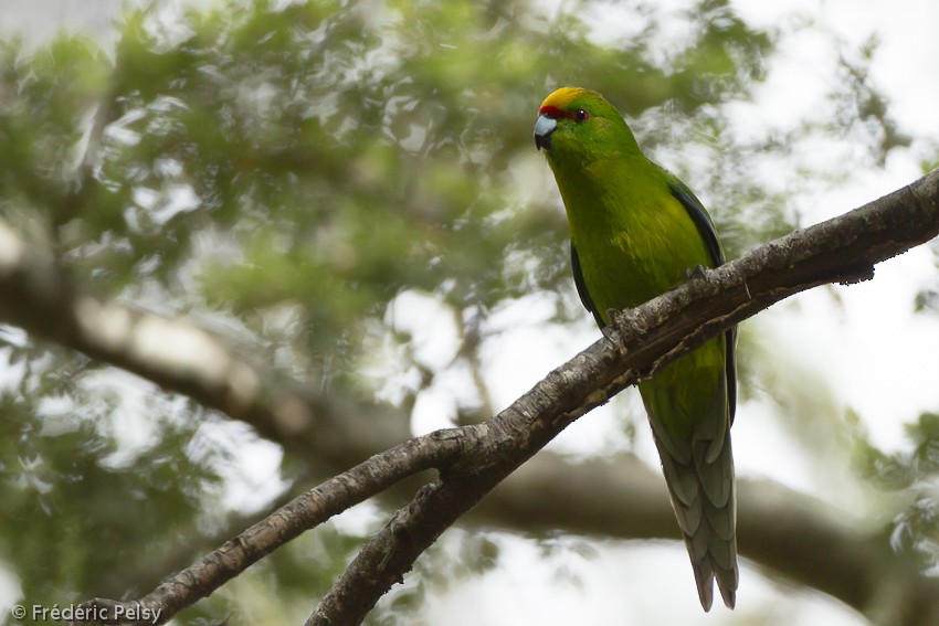 Yellow-crowned Parakeet - Frédéric PELSY