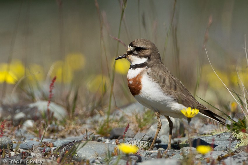 Double-banded Plover - Frédéric PELSY