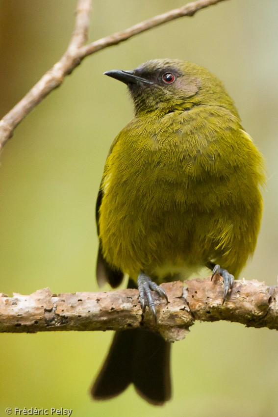 New Zealand Bellbird - Frédéric PELSY
