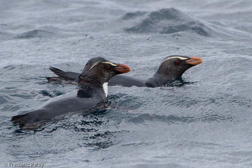 Fiordland Penguin - ML206167401