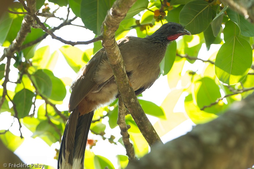 Rufous-vented Chachalaca (Rufous-vented) - Frédéric PELSY