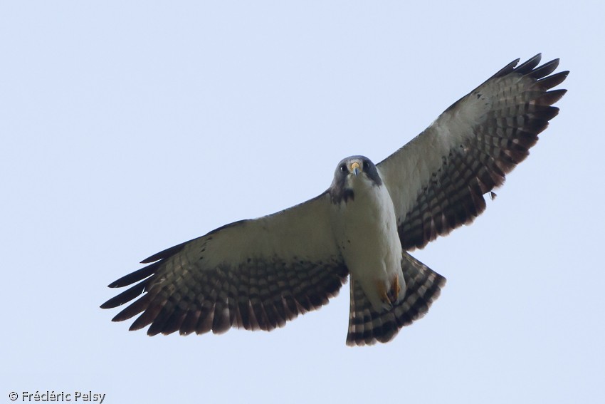 Short-tailed Hawk - Frédéric PELSY