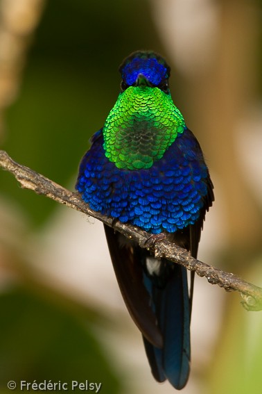 kolibřík vidloocasý (ssp. colombica/rostrifera) - ML206167591