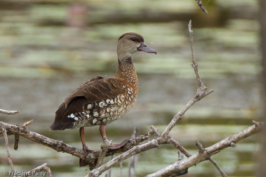 Spotted Whistling-Duck - Frédéric PELSY