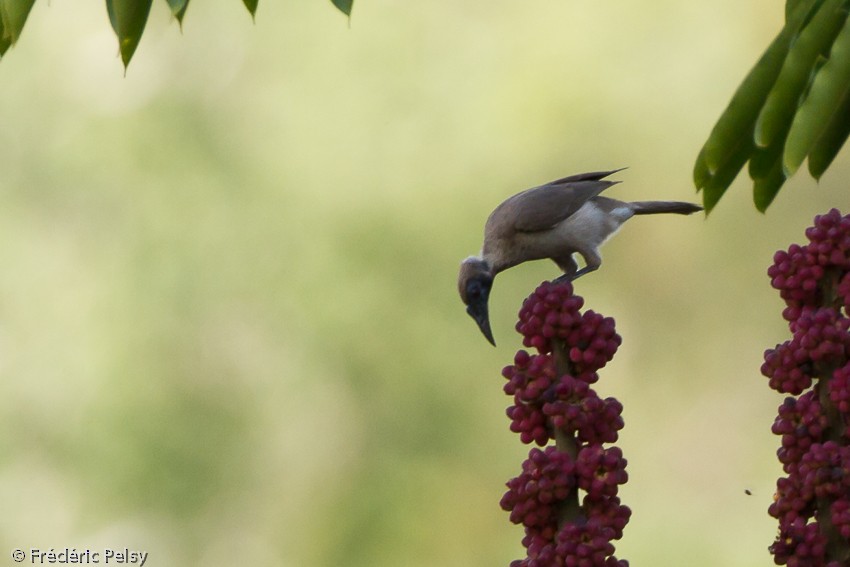 Helmeted Friarbird (New Guinea) - ML206167771