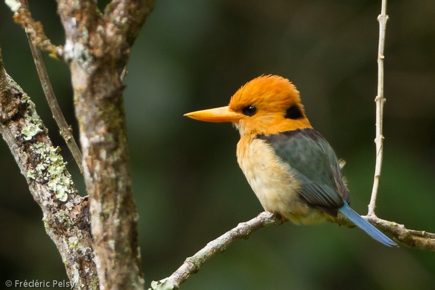 Yellow-billed Kingfisher - Frédéric PELSY