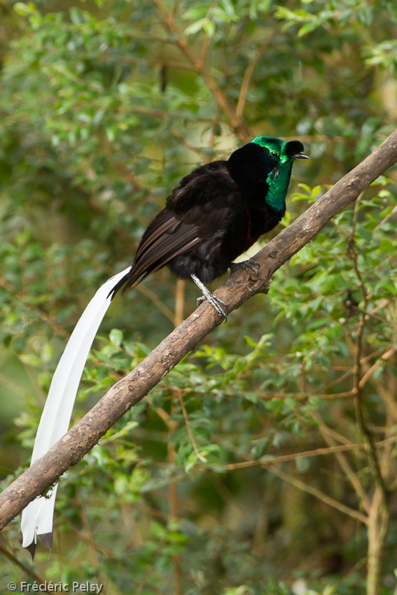 Ribbon-tailed Astrapia - Frédéric PELSY