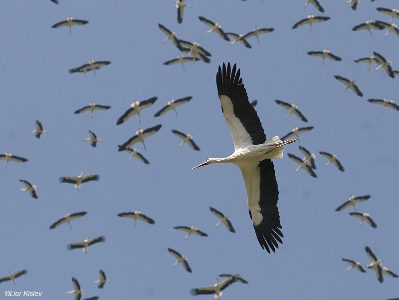 White Stork - Lior Kislev