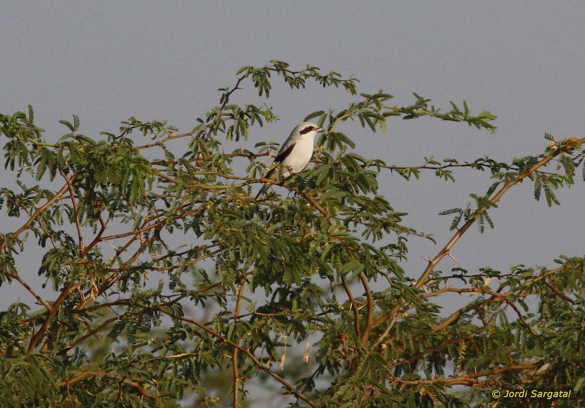 Great Gray Shrike (Indian) - ML206168981
