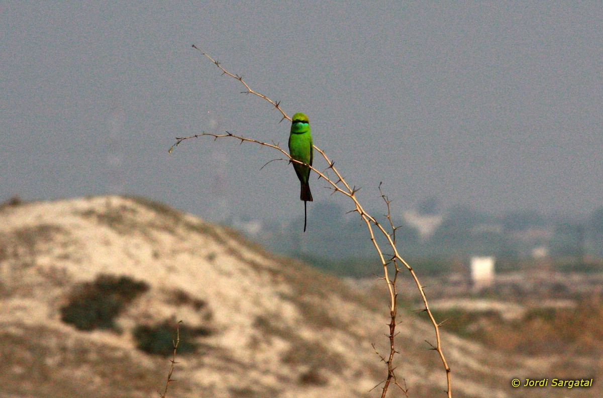 Asian Green Bee-eater - Jordi Sargatal Vicens