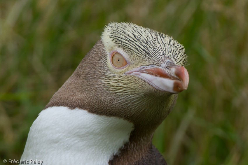 Великолепный пингвин - ML206169181