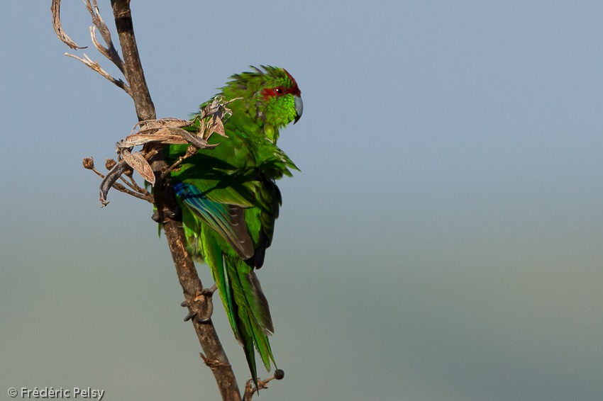 Red-crowned Parakeet - ML206169301