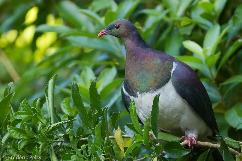 New Zealand Pigeon (New Zealand) - ML206169311