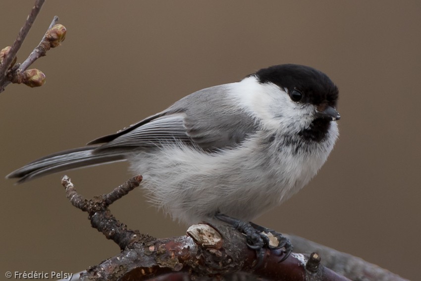 Willow Tit (Willow) - Frédéric PELSY