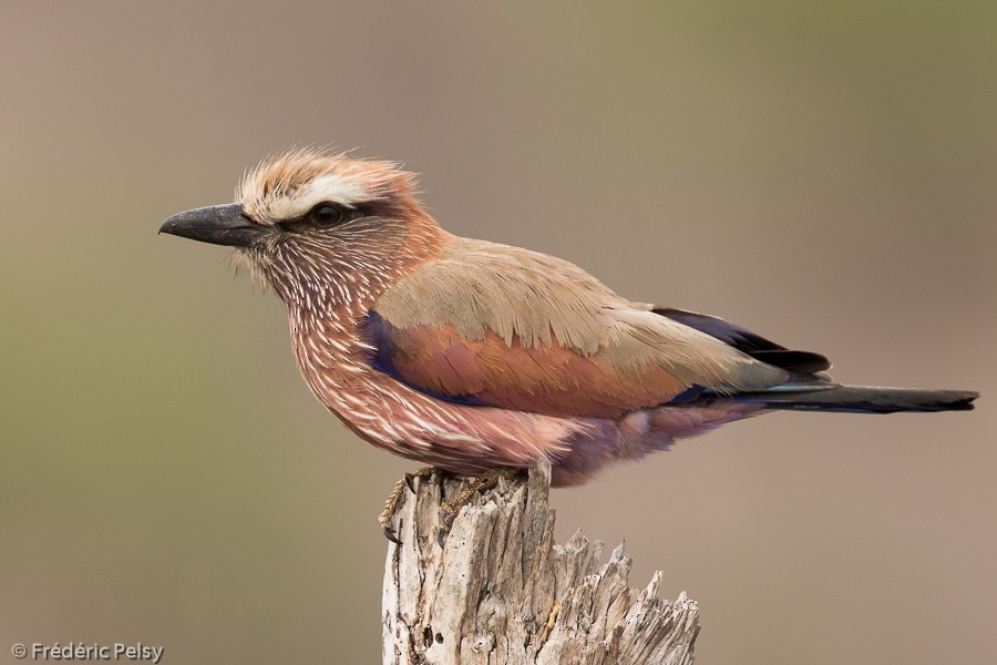 Rufous-crowned Roller - Frédéric PELSY
