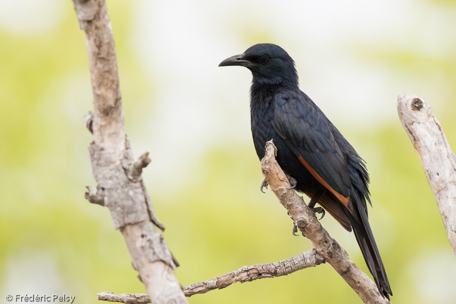 Red-winged Starling - ML206169911