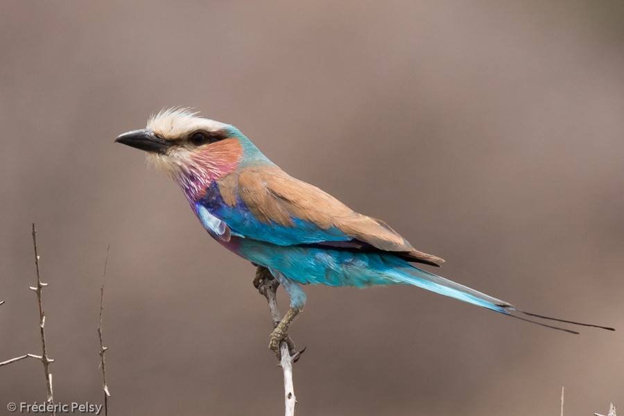 Lilac-breasted Roller (Lilac-breasted) - Frédéric PELSY
