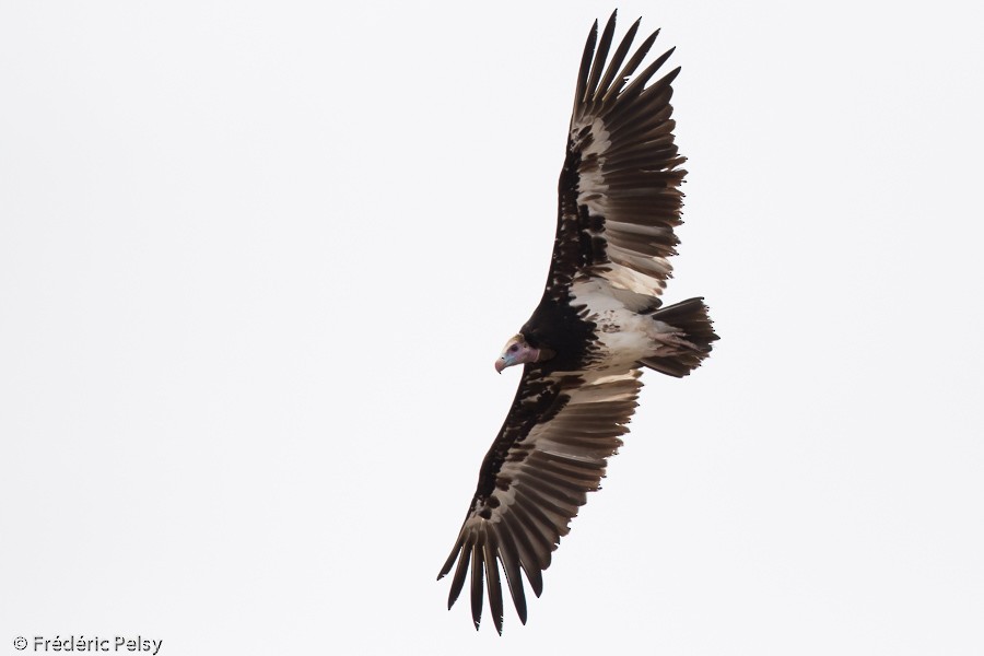 White-headed Vulture - ML206169931