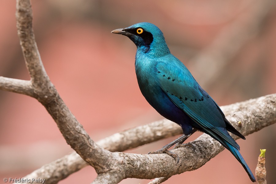 Greater Blue-eared Starling - ML206169951