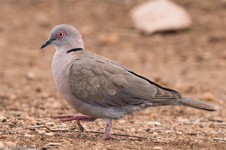 Mourning Collared-Dove - Frédéric PELSY
