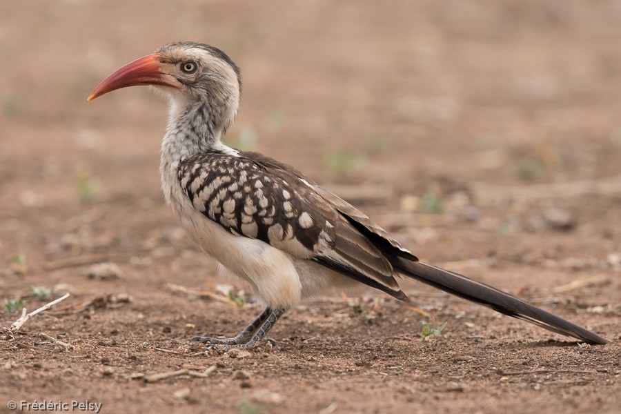 Southern Red-billed Hornbill - Frédéric PELSY