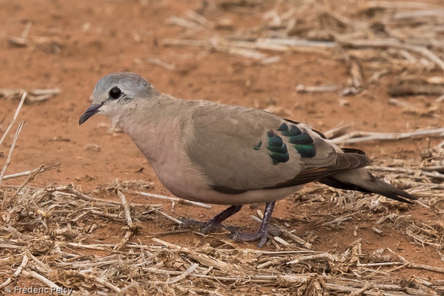 Emerald-spotted Wood-Dove - Frédéric PELSY