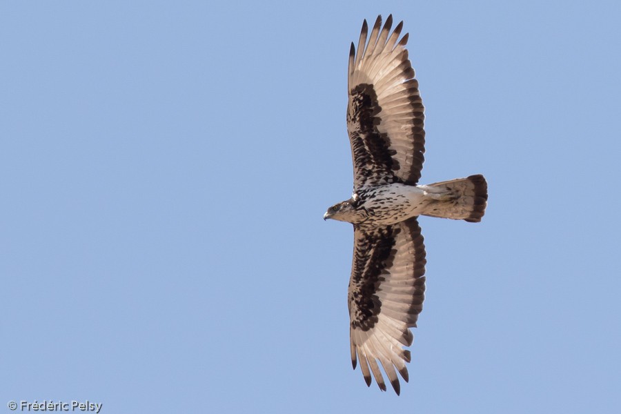 African Hawk-Eagle - Frédéric PELSY