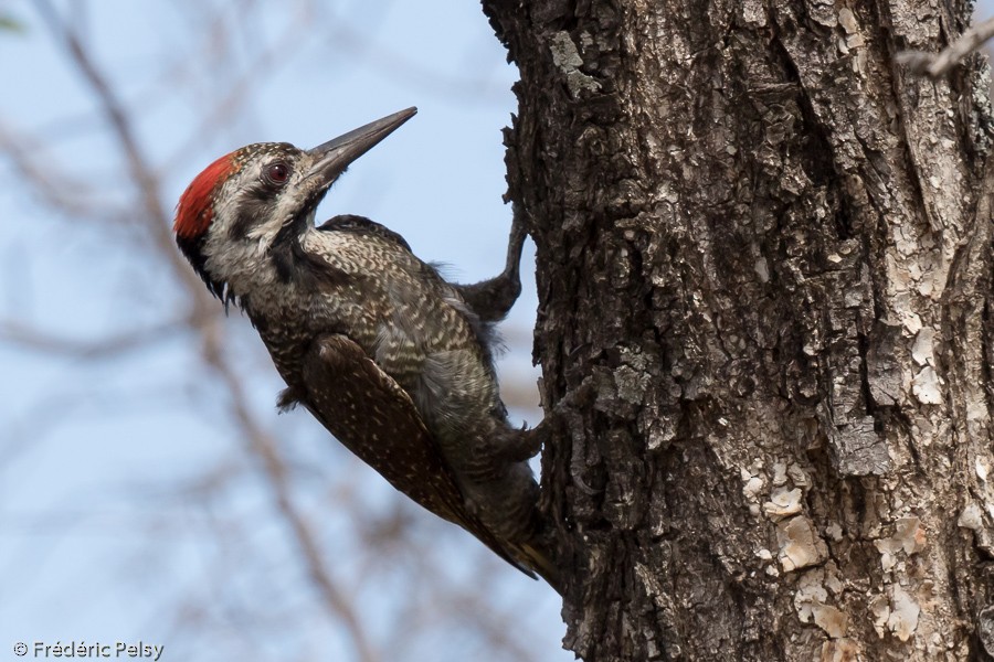 Bearded Woodpecker - Frédéric PELSY