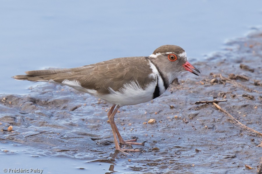 Three-banded Plover (African) - Frédéric PELSY