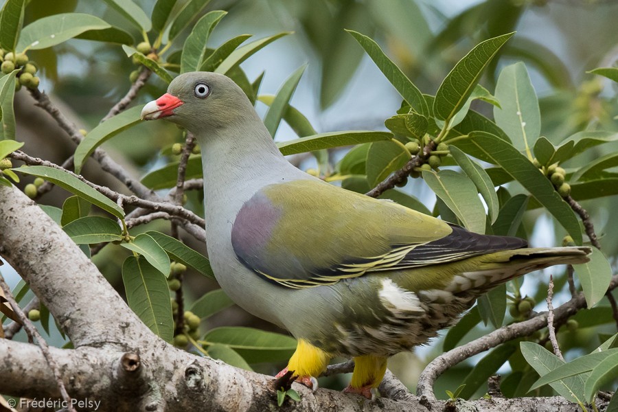African Green-Pigeon (Gray-breasted) - Frédéric PELSY