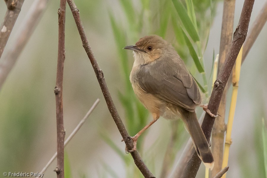Red-faced Cisticola (Red-faced) - Frédéric PELSY