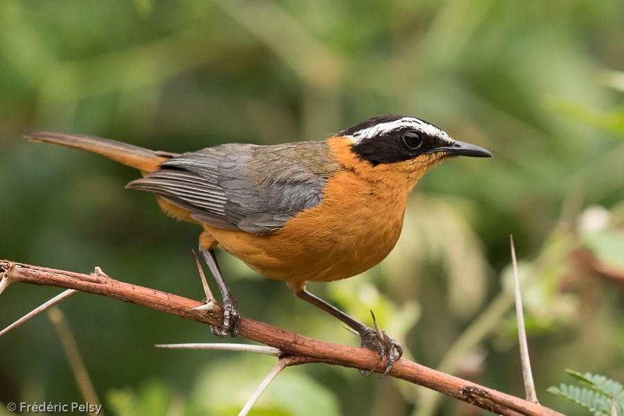White-browed Robin-Chat - Frédéric PELSY