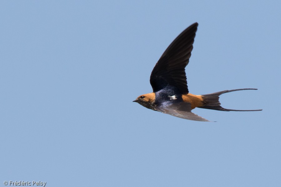 Lesser Striped Swallow - Frédéric PELSY