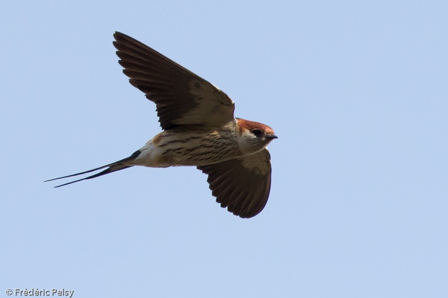 Greater Striped Swallow - ML206170351