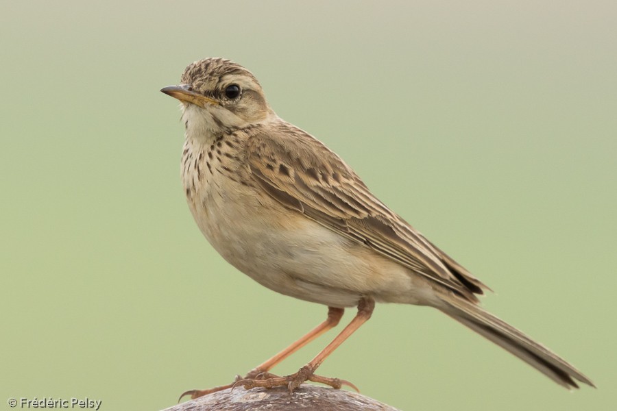 African Pipit (African) - ML206170451