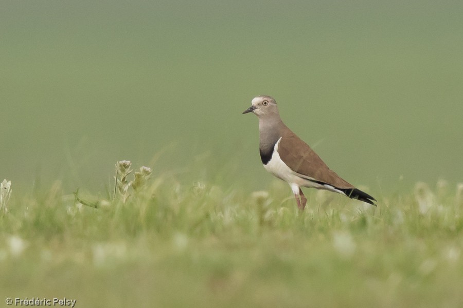 Black-winged Lapwing - Frédéric PELSY