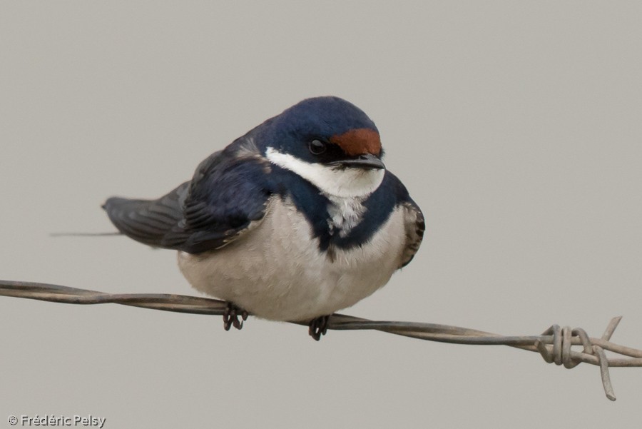 White-throated Swallow - Frédéric PELSY