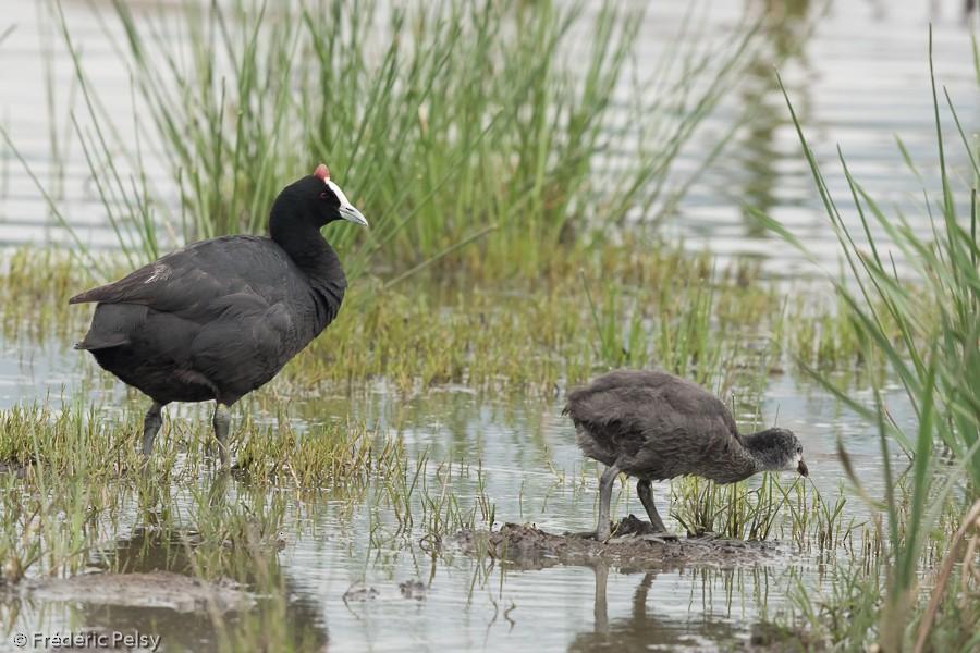 Red-knobbed Coot - ML206170561