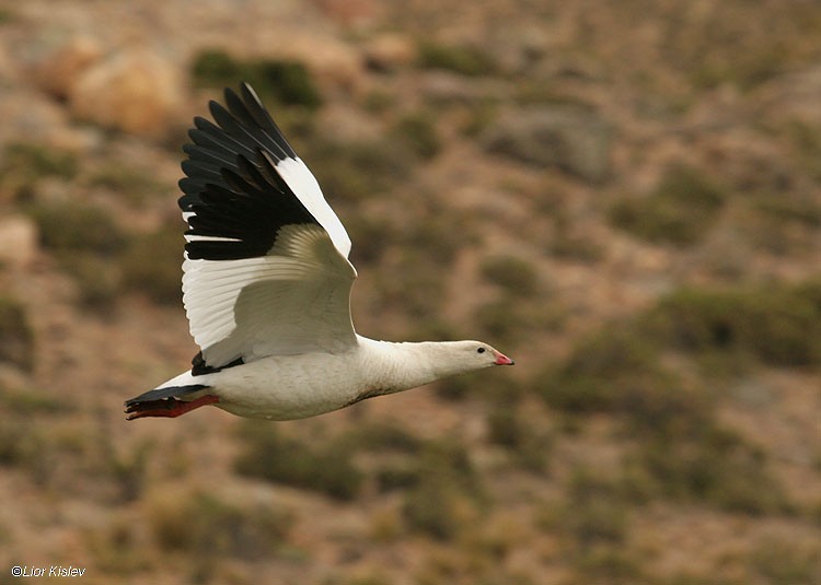 Andean Goose - Lior Kislev