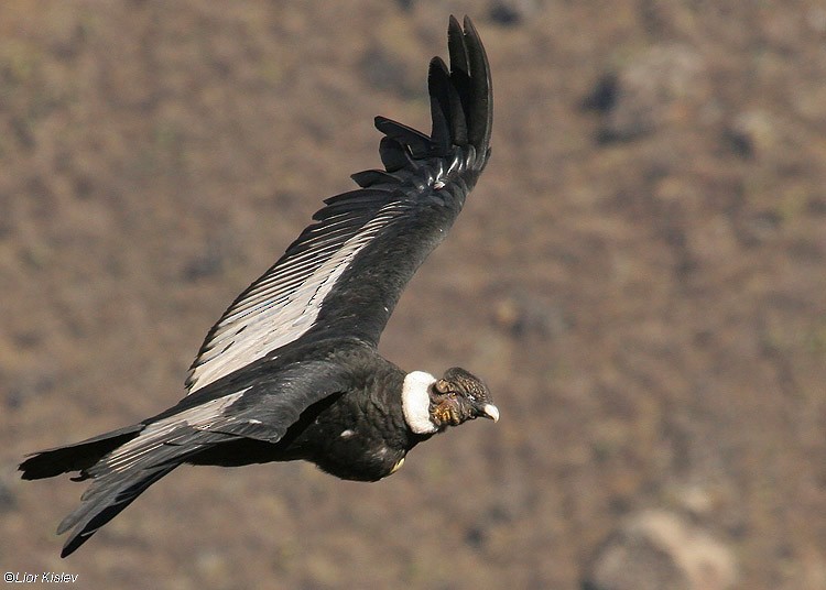 Andean Condor - Lior Kislev