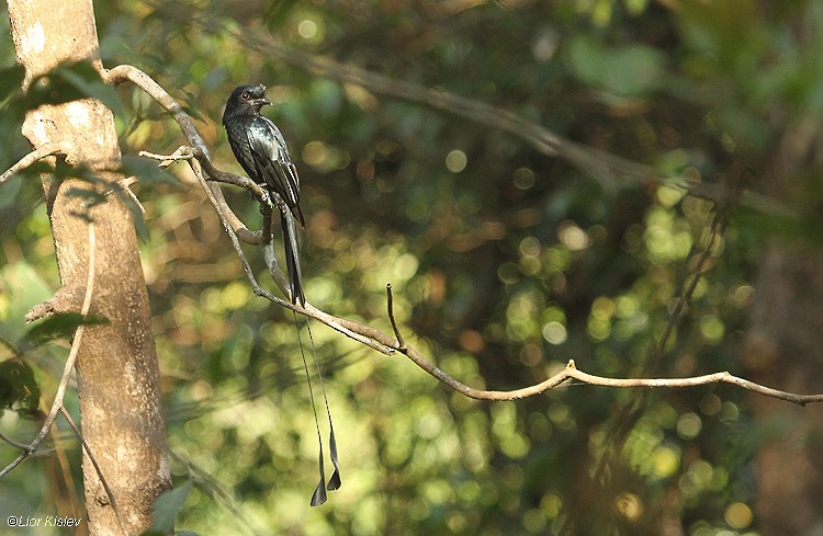 Greater Racket-tailed Drongo - Lior Kislev