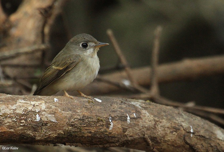 Brown-breasted Flycatcher - ML206170771